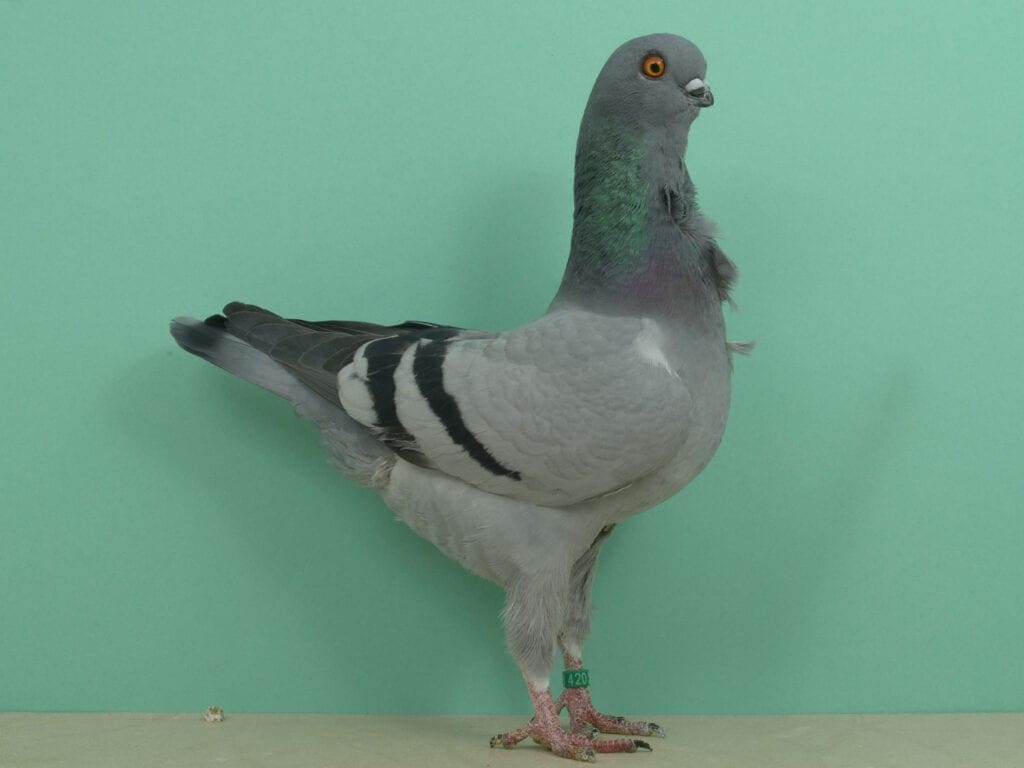 Italienisches Mövchen, blau mit schwarzen Binden