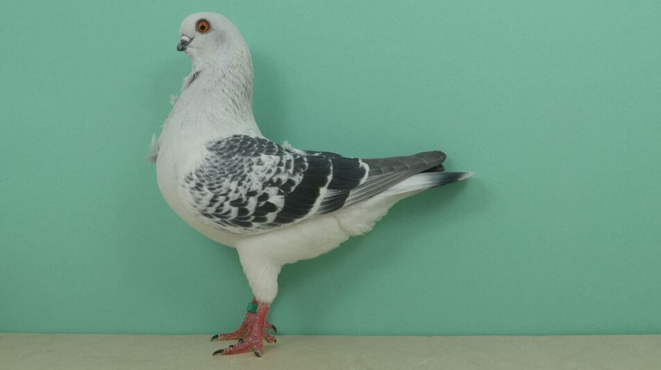 Mövchen aus Italien – zart und beliebt