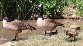 Kanadagans – Wildgans aus Nordamerika