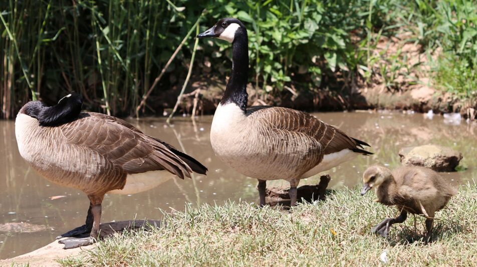 Kanadagans – Wildgans aus Nordamerika