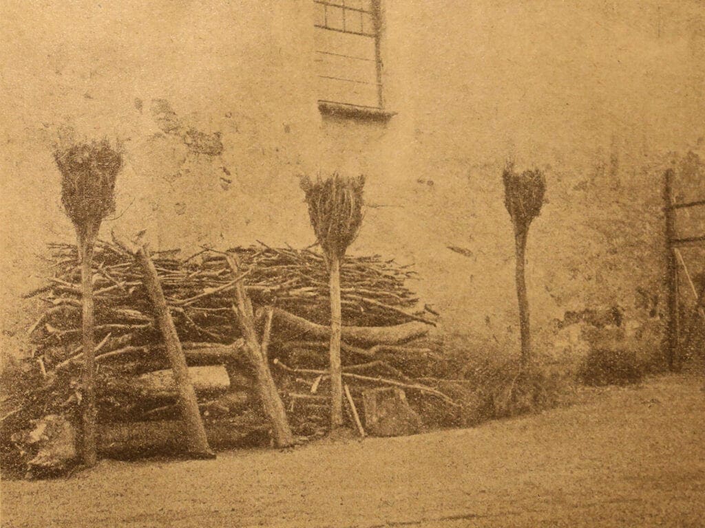 Nistgelegenheiten für Hochbrutflugenten um 1915