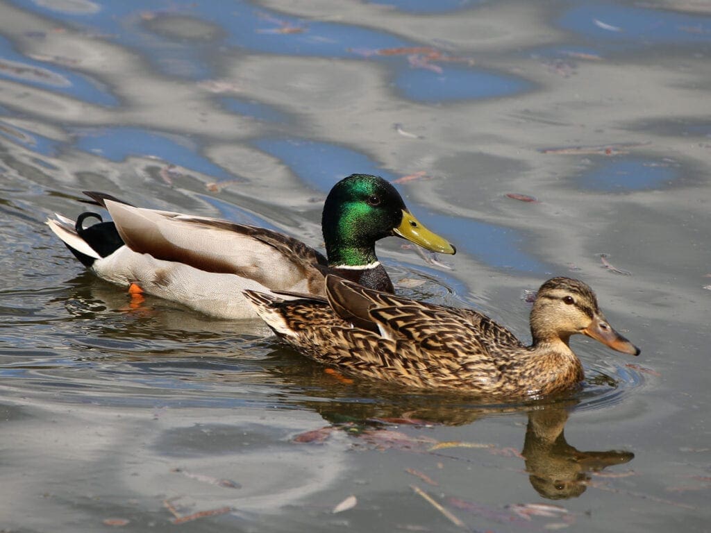 Stockenten-Pärchen im Sommer