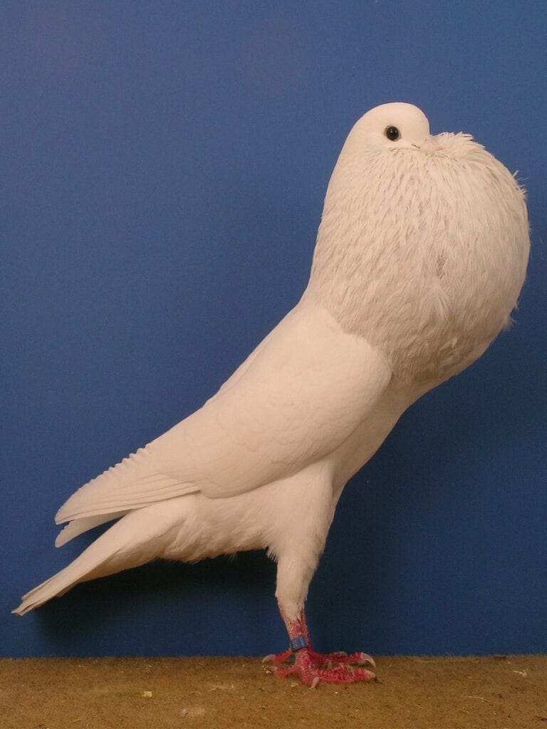 Schlesische-Kröpfer-Täuber in Weiß