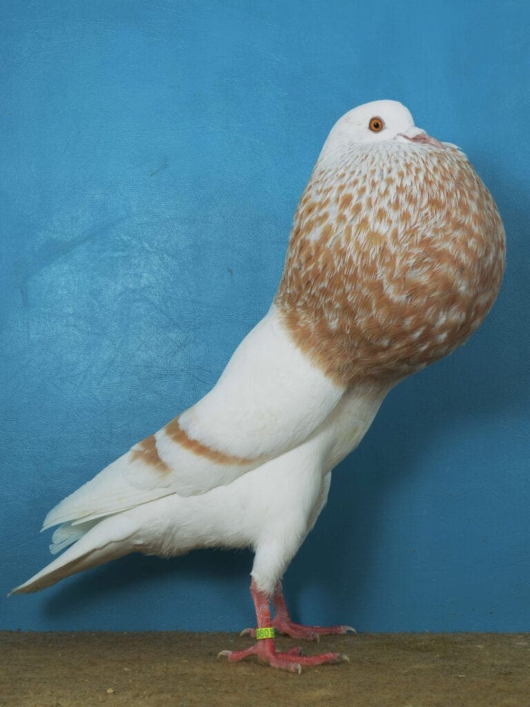 Schlesische-Kröpfer-Taubin in Gelbschimmel