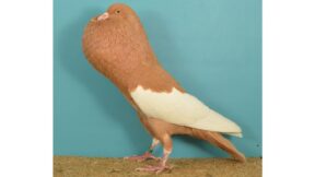 Schlesische Kröpfer – Eleganz im Taubenschlag