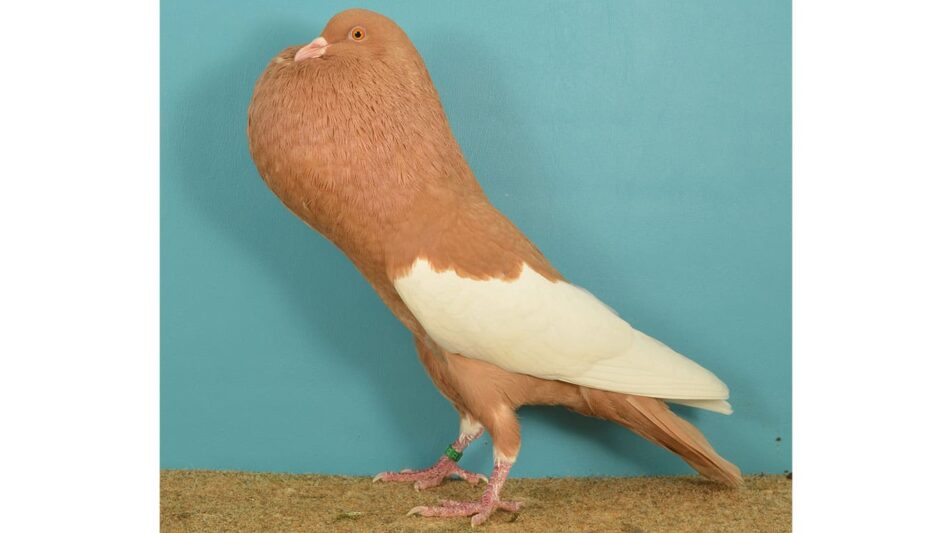 Schlesische Kröpfer – Eleganz im Taubenschlag