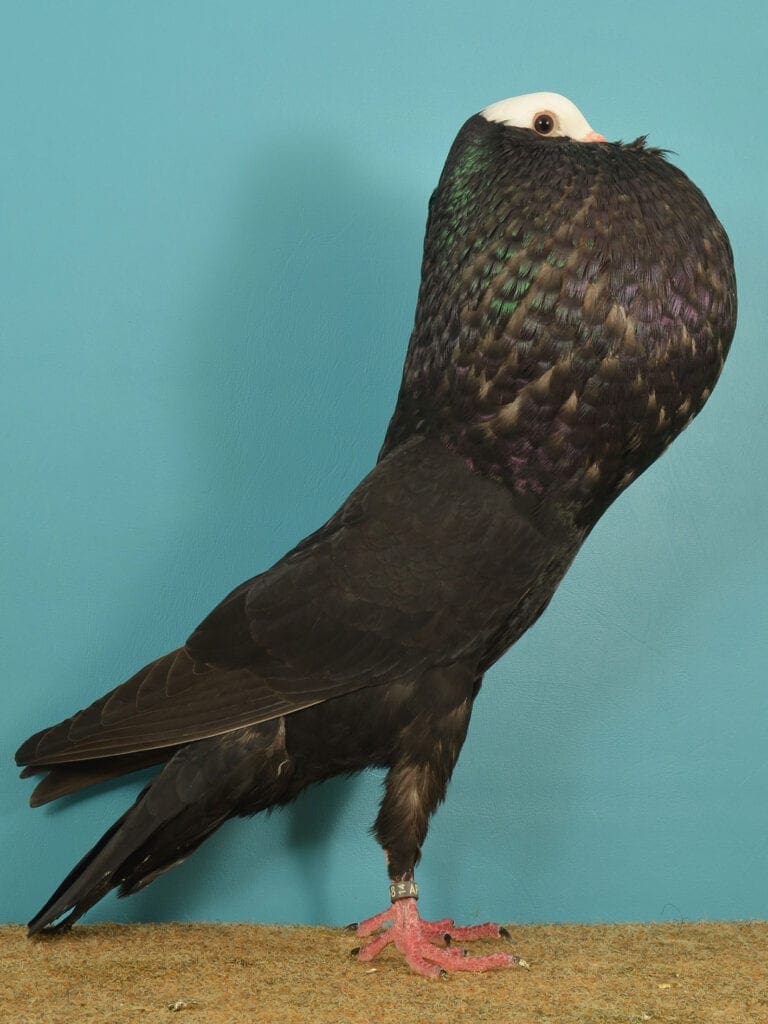 Schwarze-Weißplatten-Täubin-der-Schlesischen-Kröpfer