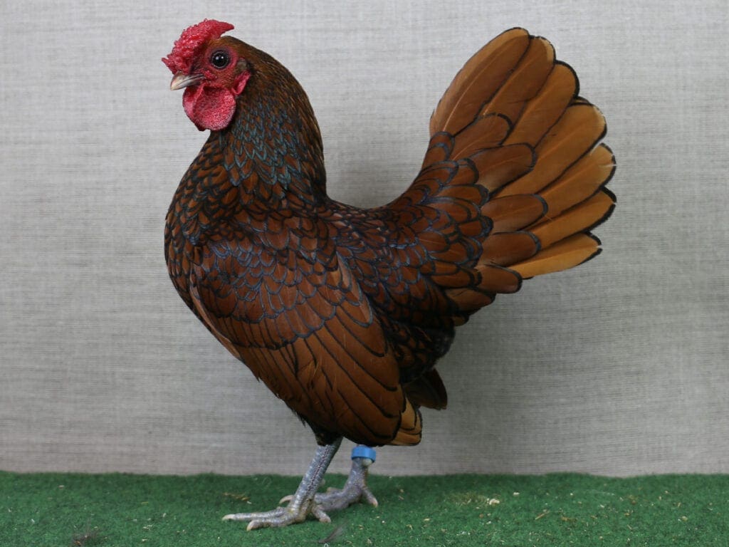 Sebright, gold-schwarzgesäumt, sind hennenfiedrig