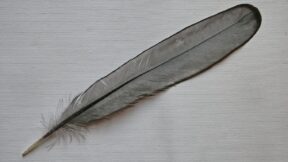 Steuerfedern beim Rassegeflügel