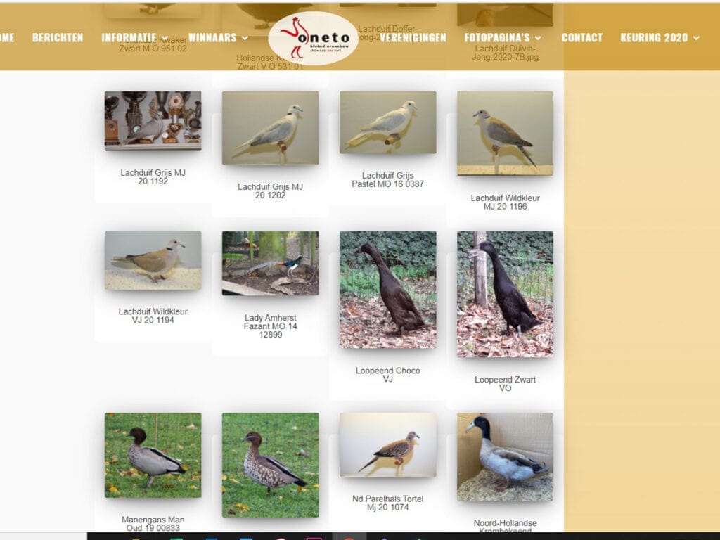 Teilnehmerbilder bei der Oneto-Schau in Enschede