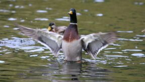 Stockenten – als Wildenten überall anzutreffen