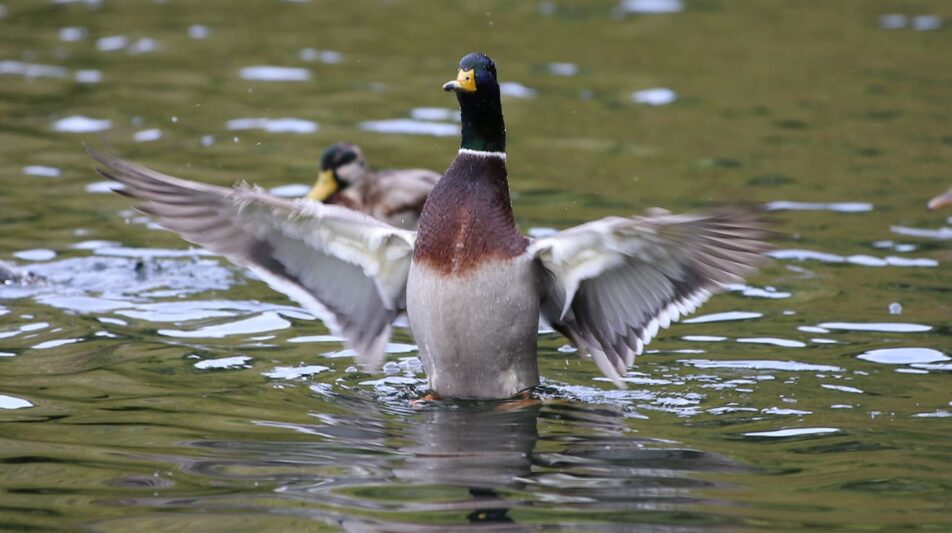 Stockenten – als Wildenten überall anzutreffen