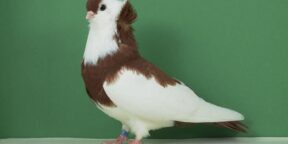 Felegyhazaer Tümmler beeindrucken immer wieder