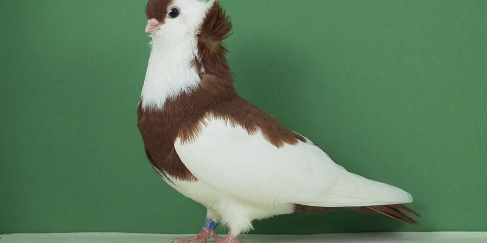 Felegyhazaer Tümmler beeindrucken immer wieder