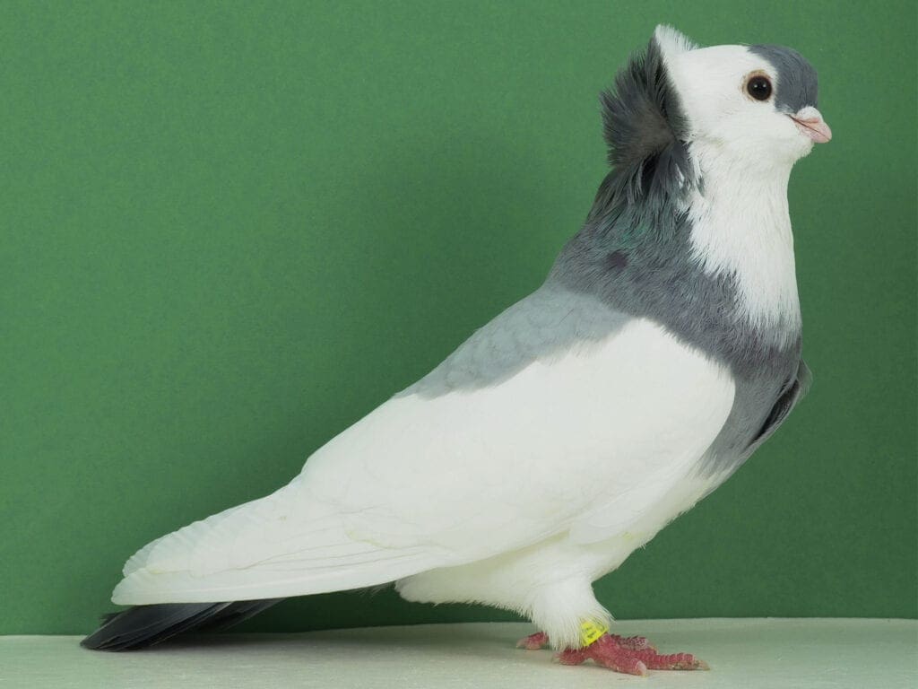 Blaugeganselter Felegyhazaer Tümmler