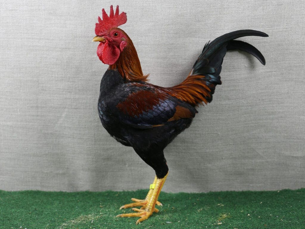 Altenglischer Zwerg-Kämpfer, goldhalsig