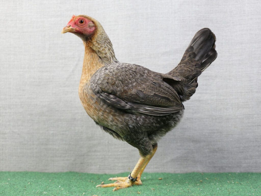 Altenglischer Zwerg-Kämpfer, kennfarbig