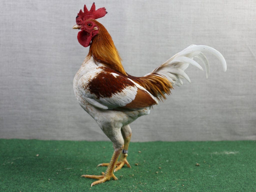 Altenglischer Zwerg-Kämpfer, rotgesattelt