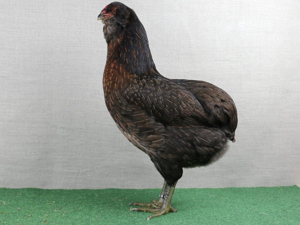Araucana, wildfarbig