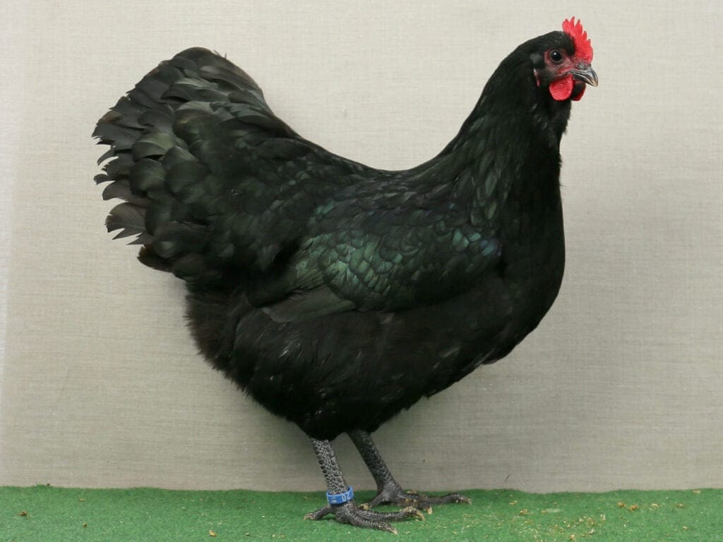 Australorps, schwarz