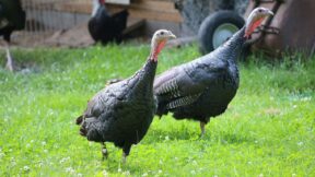 Bronzeputen – dem Ursprung der Truthühner nah