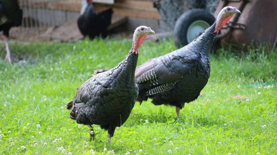 Bronzeputen – dem Ursprung der Truthühner nah