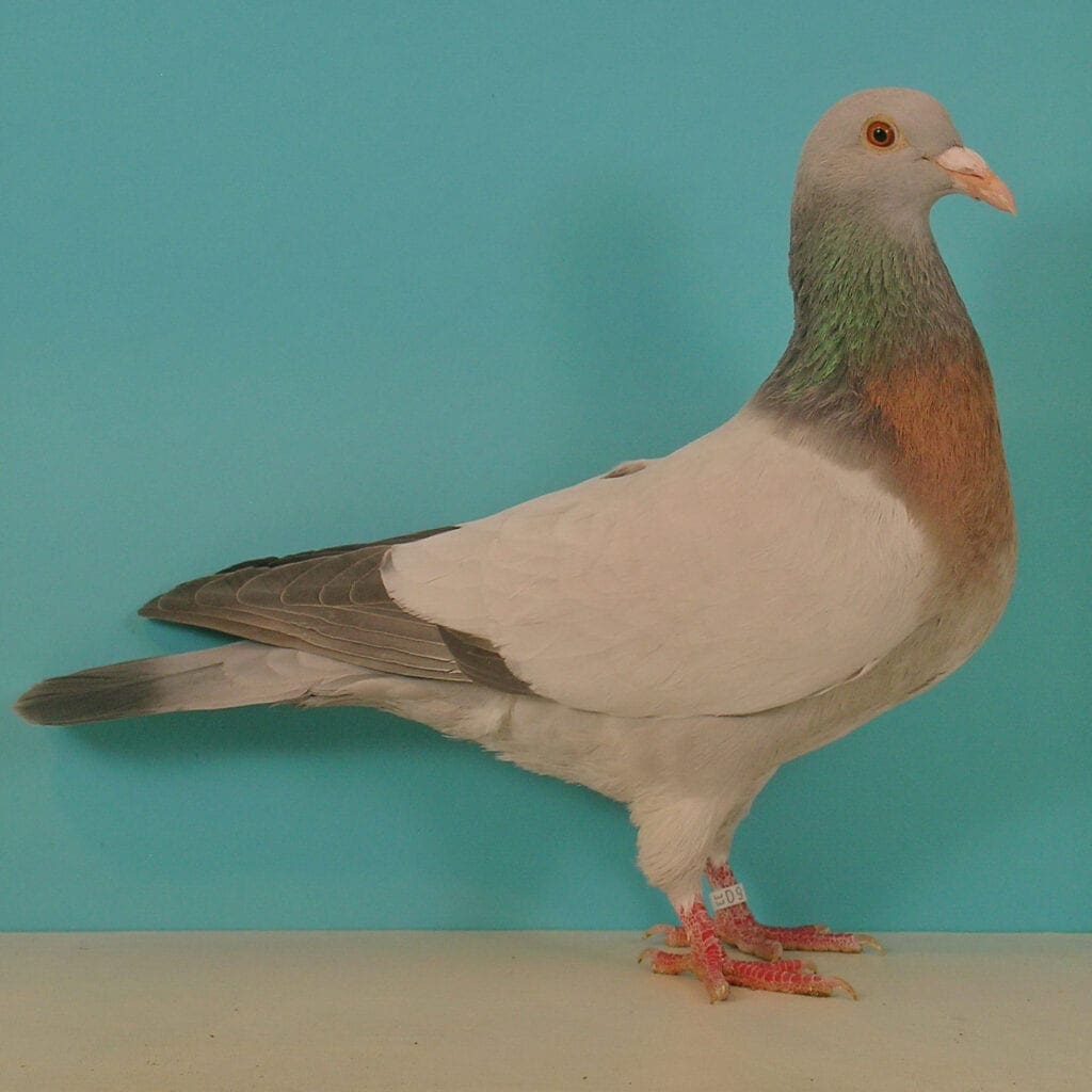 Coburger Lerchen silber ohne Binden