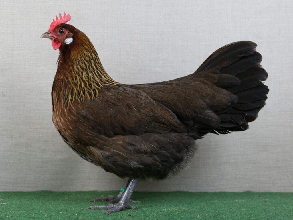 Dänische Landhühner, rebhuhnhalsig