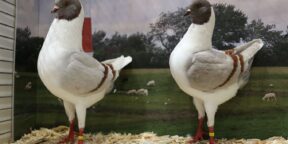 Bestandserfassung bei unseren Tauben