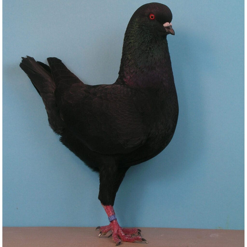 Deutsche Modeneser Schietti schwarz