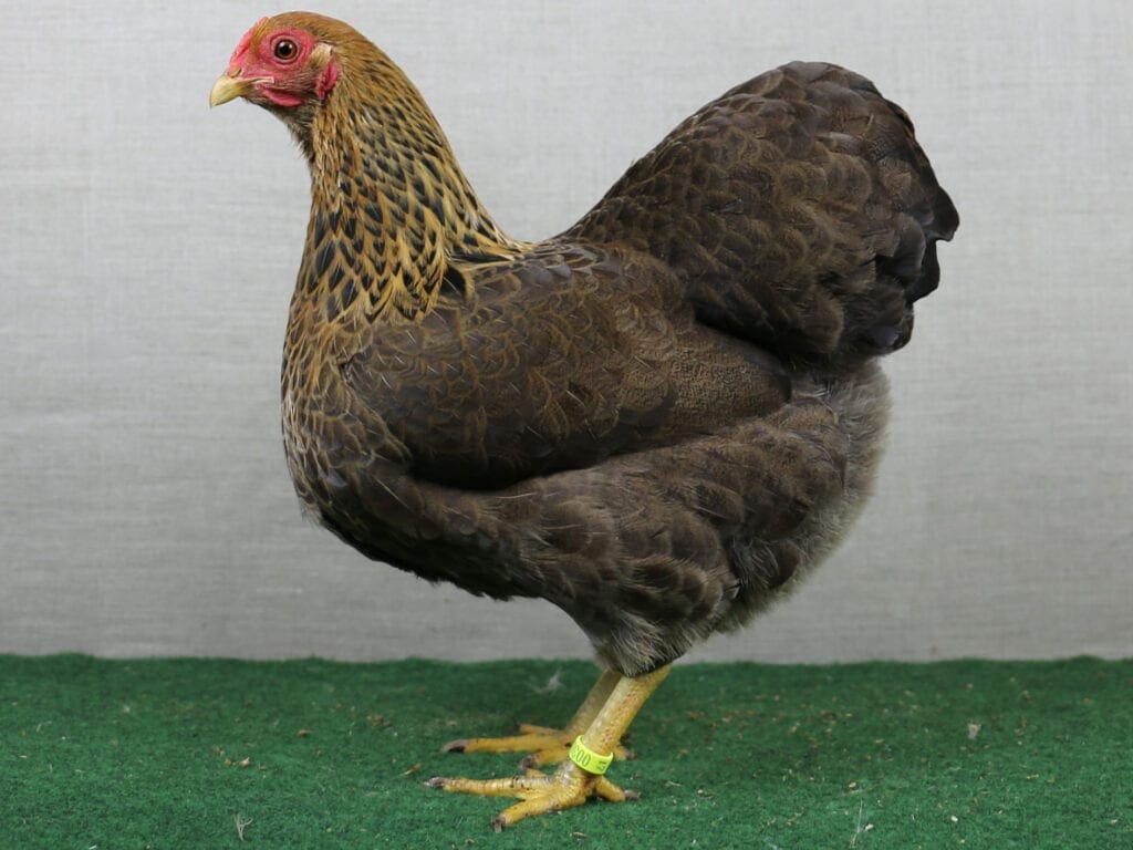 Deutsche Zwerg-Wyandotten, goldhalsig