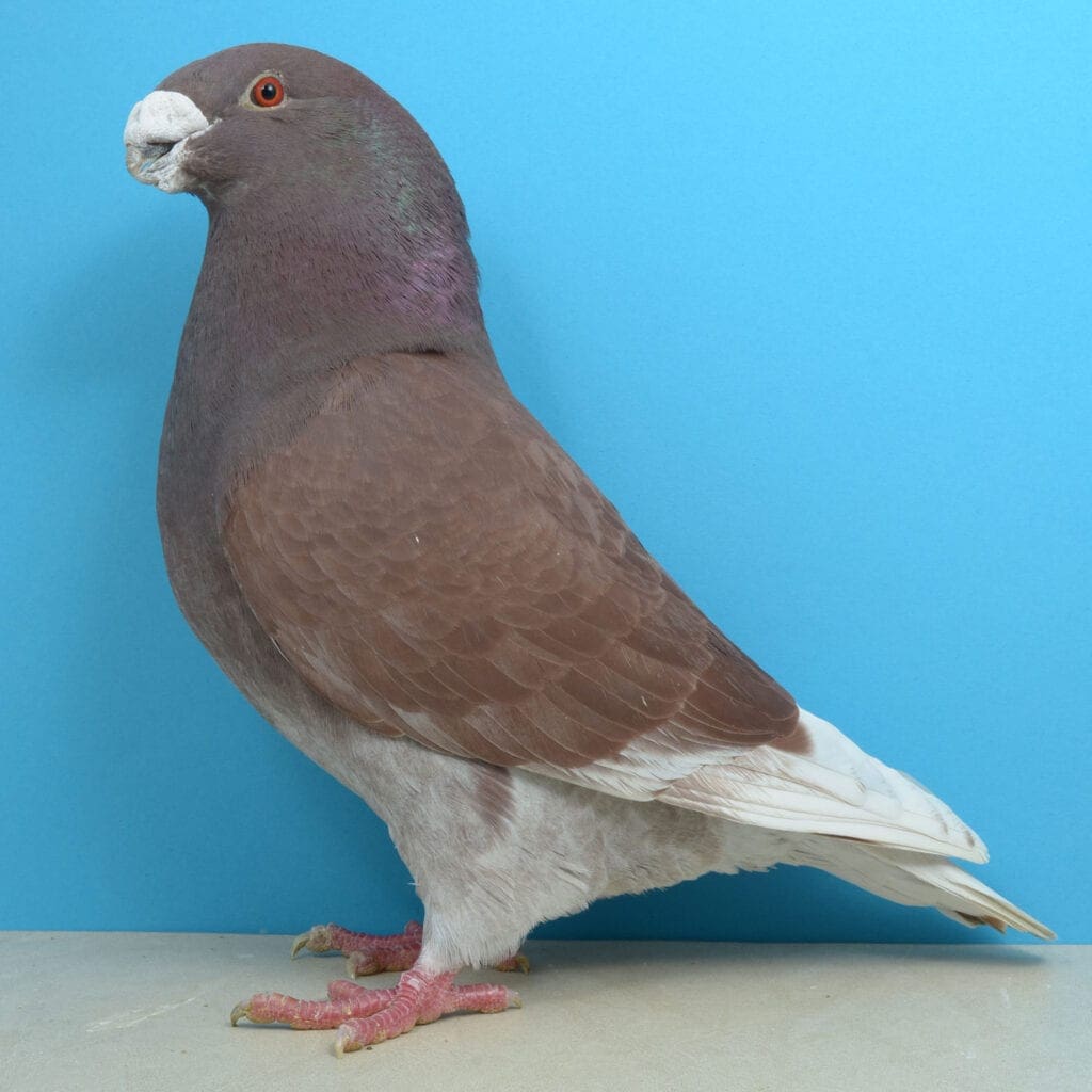 Dominant roter Show Racer