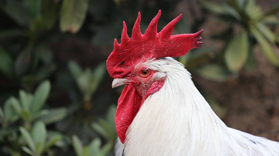 Rote Liste für unser Rassegeflügel