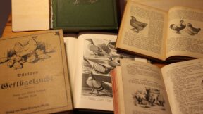 Dürigen´s Geflügeljahr – der April