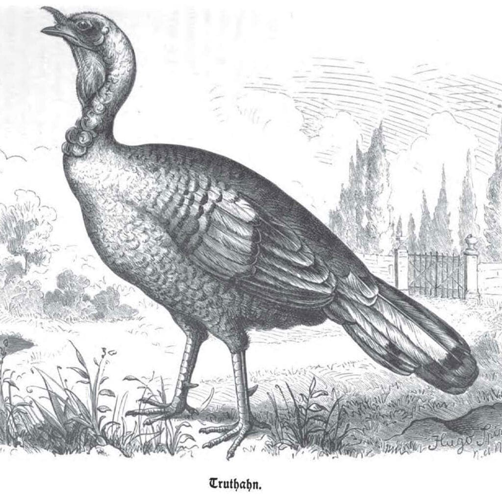 Hahn der Bronzeputen um 1886