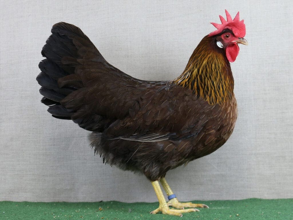 Italiener, rebhuhnhalsig