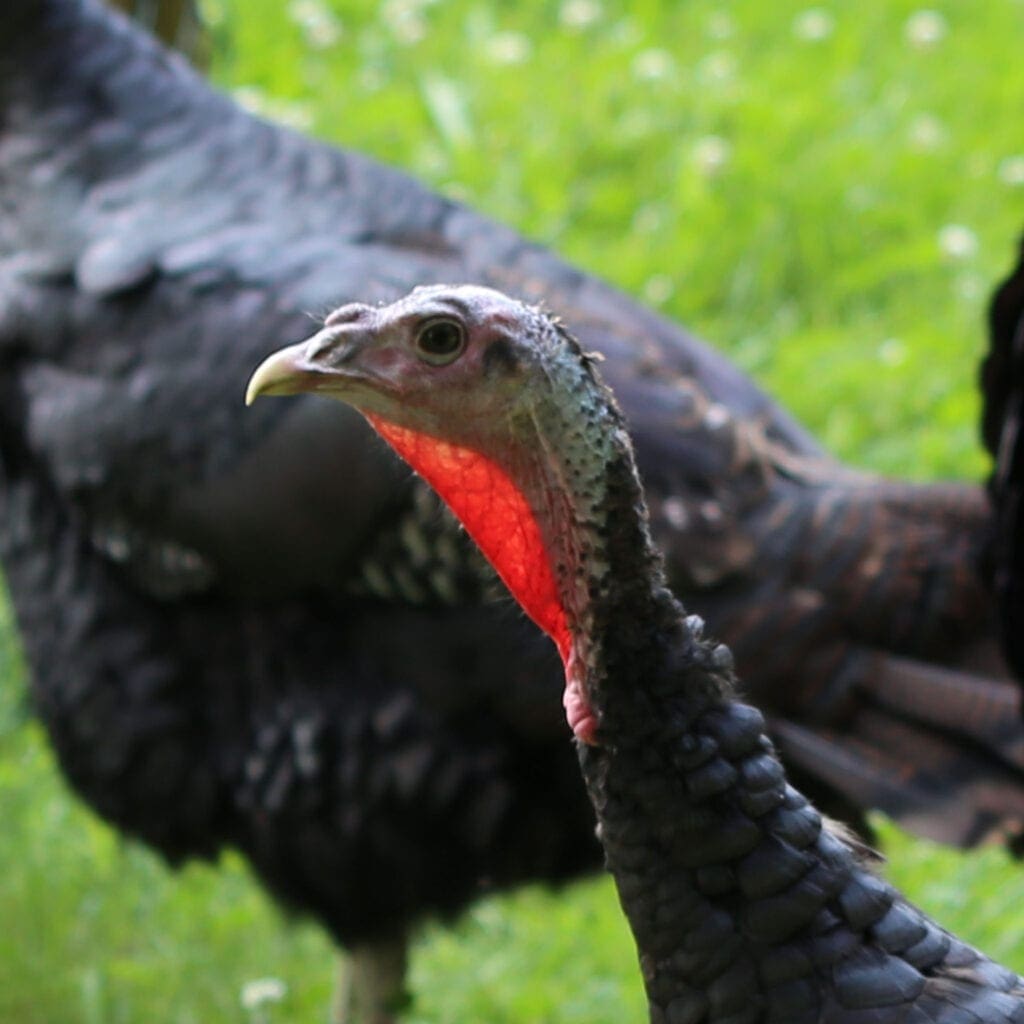 Kopfpunkte einer Henne der Bronzeputen