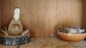 Kropfmilch – der Start ins Taubenleben