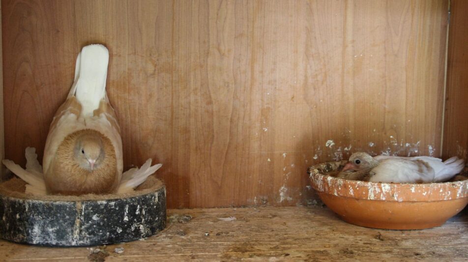 Kropfmilch – der Start ins Taubenleben