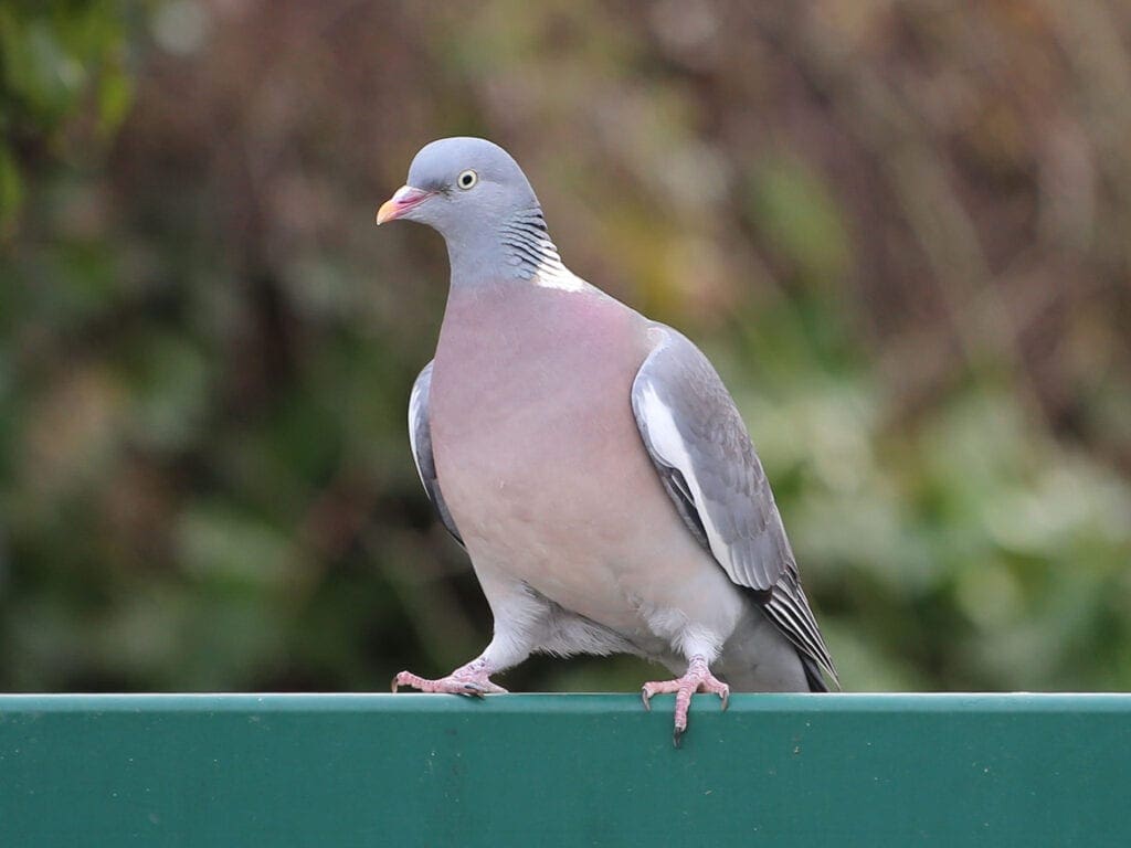 Leuchtende Brustfarbe bei den Ringeltauben