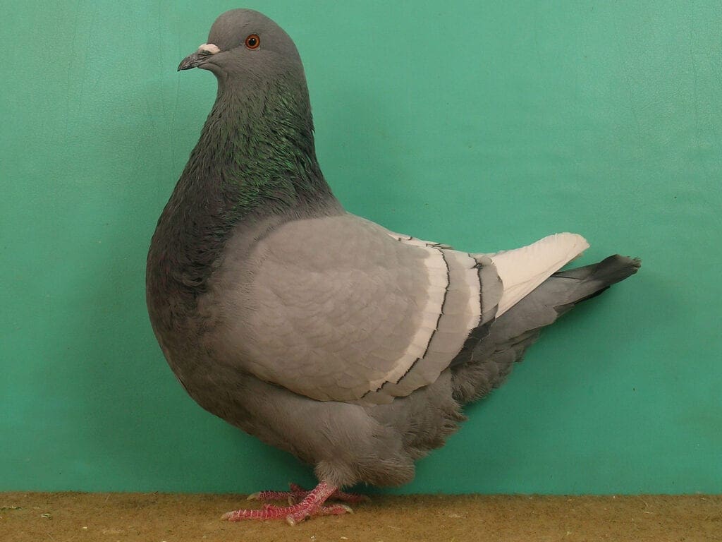 Weißschingige Luchstaube in blau mit weißen Binden