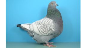 Luchstauben – Formentauben mit farblichen Reizen