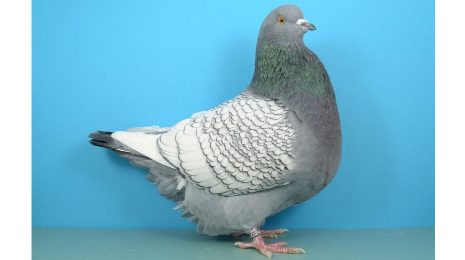 Luchstauben – Formentauben mit farblichen Reizen