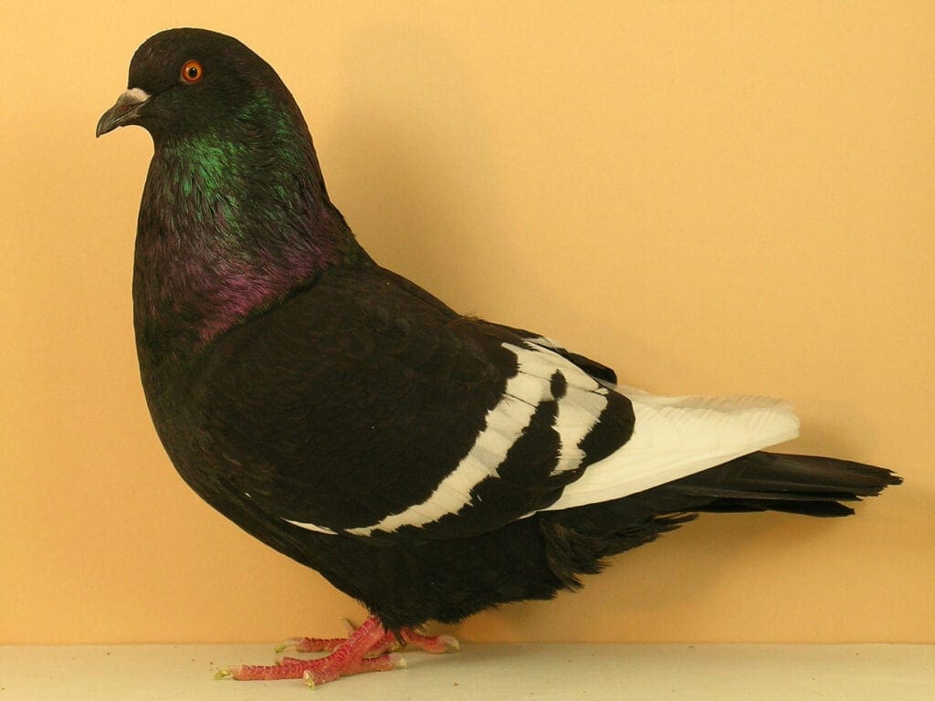 Luchstaube, schwarz mit weißen Binden, weißschwingig