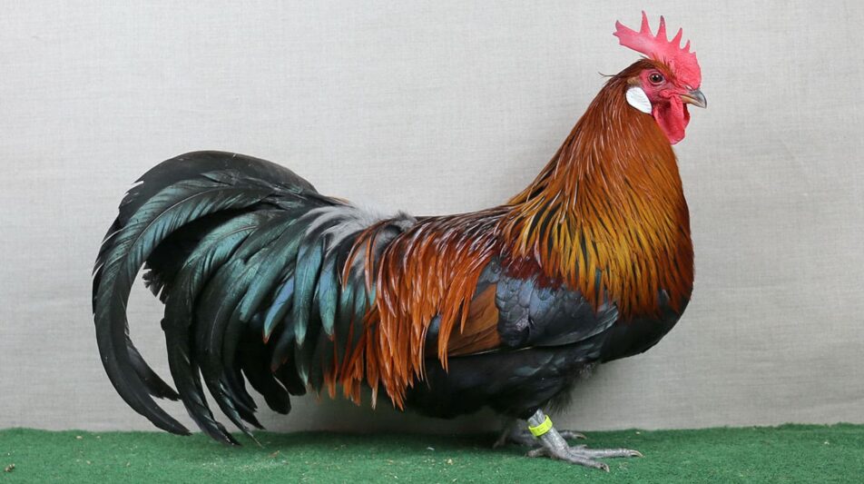 Wildfarbe bei unseren Hühnern – der Hahn