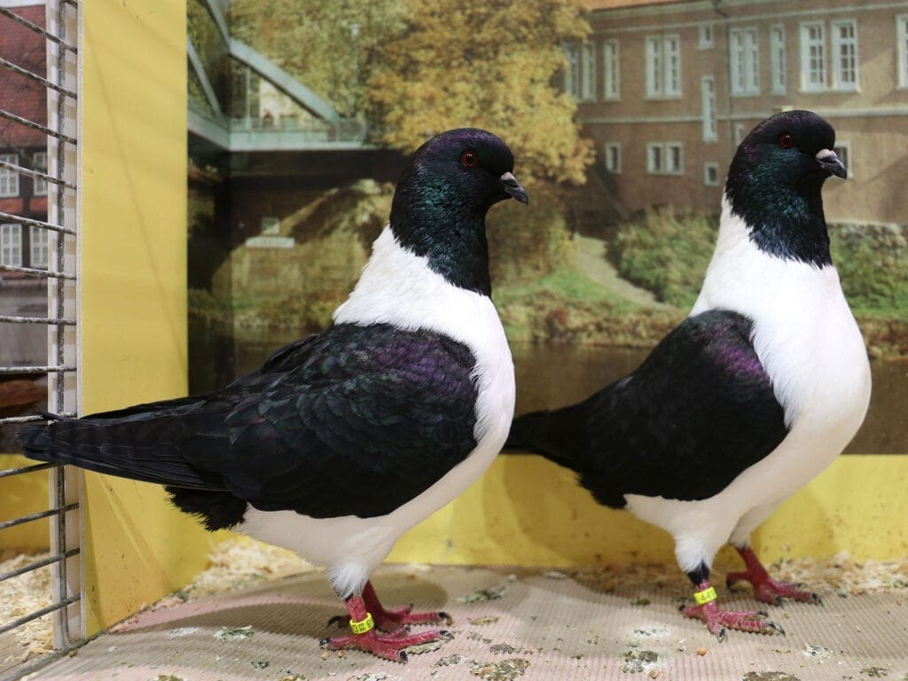 Mährische Strasser in Schwarz