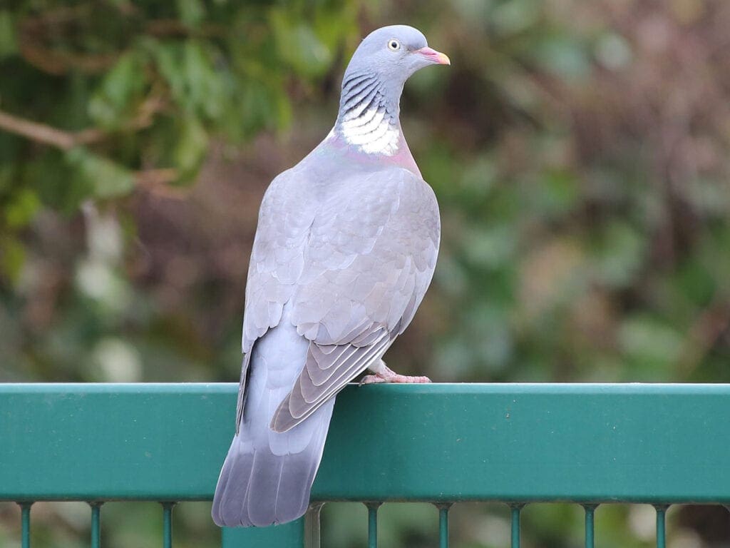Markenzeichen der Ringeltauben ist der weiße Halsfleck