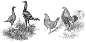 Zwerg-Kämpfer – kleine Athleten aus England