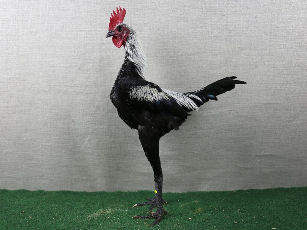 Moderner Englischer Zwerg-Kämpfer, birkenfarbig