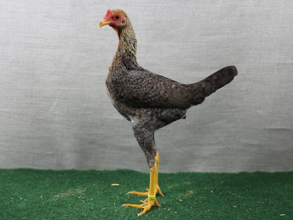 Moderner Englischer Zwerg-Kämpfer, kennfarbig